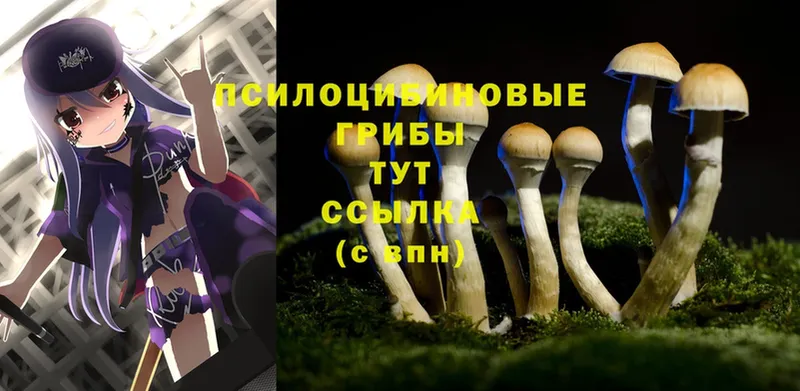 дарнет шоп  Николаевск  Псилоцибиновые грибы Cubensis 